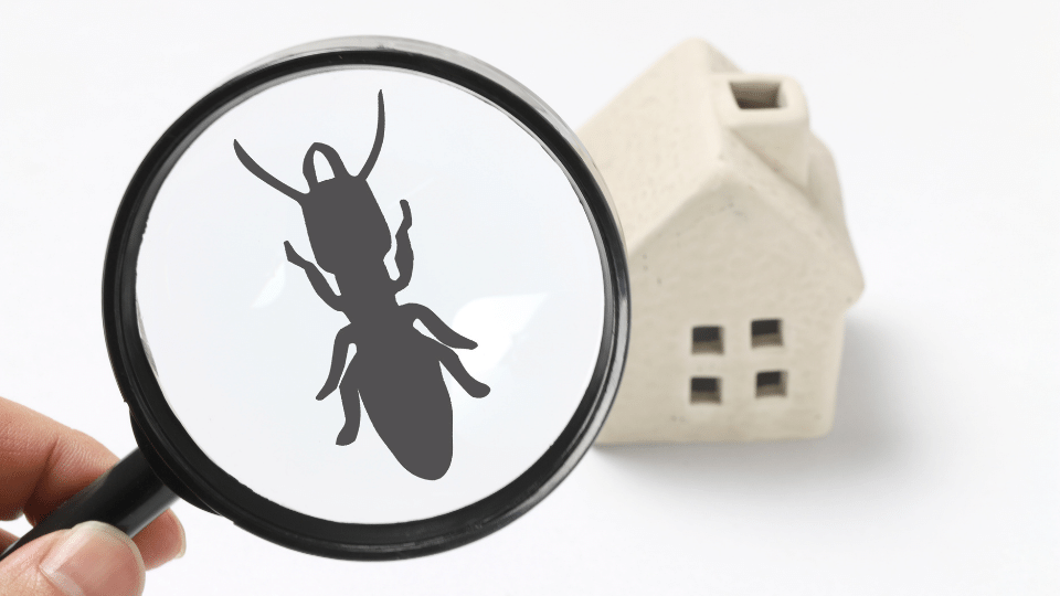 Professional pest control charlotte county