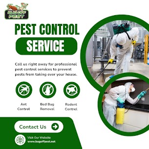 Affordable Ant Control in North Port